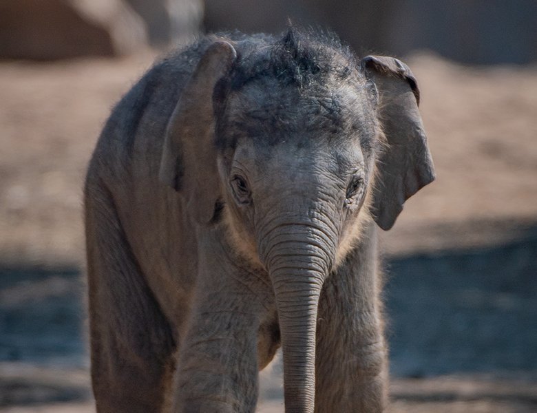 Chester Zoo family friendly coach travel